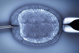 ИВИ доказало, что замораживание эмбрионов не влияет на преждевременные роды., ни на вес младенца.